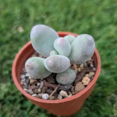 オレンジ美人 カット苗 レア多肉♡韓国苗 パキフィツム 多肉植物 オレンジ美人 カット苗 レア多肉♡韓国苗 パキフィツム 多肉植物