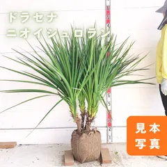 2026年最新】ニオイシュロランの人気アイテム - メルカリ