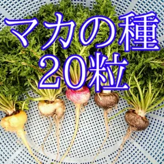 2024年最新】抗癌治療の人気アイテム - メルカリ