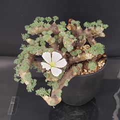 J695【自社養生株】モンソニア　ムルチフィダ（現地球・発根株・鉢植え）【塊根植物】