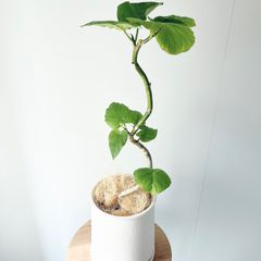 Mサイズ 観葉植物 Mサイズ 観葉植物