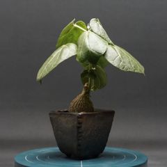 "Matelea cyclophylla" マテレア シクロフィラ 管理2284