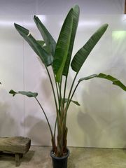 ストレチア　オーガスタ　ニコライ　10号　高さ2.6m　観葉植物　特大　かっこいい　バナナ　バショウ　※引取り限定商品　シンボル　植木　グリーン　庭　ガーデニング