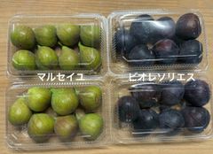 西洋いちじく　ビオレソリエス、マルセイユ　クール便
