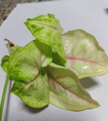 シンゴニウム　ネオン　根付き苗　ピンク/グリーン 増えますし可愛いです①グリーンにピンクの筋入り ②ピンク