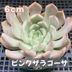 2025年最新】ピンクザラゴーサの人気アイテム - メルカリ