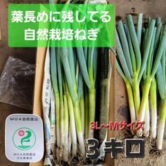 【台風前の値下げセール中❗】自然栽培ねぎ　葉も楽しみたい方へ！　３キロ