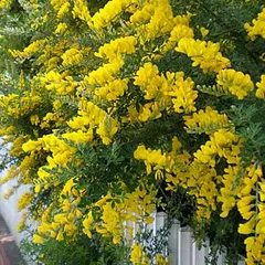 落葉高木   キングサリ ( 黄花藤 ) 　 直径12cmポット