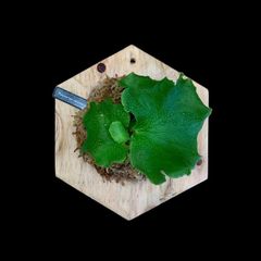 【特価＆フォロー割有】冠の様な貯水葉が魅力| P. Coronarium  | 板付