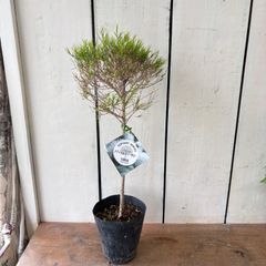 メラレウカメディカルツリートピアリー―仕立て4号ロングポット苗