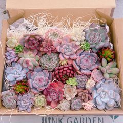 多肉植物 コンパクトBOXモリモリ(*•̀ᴗ•́*)و ̑̑set♡11187