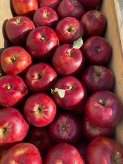 青森県産りんご紅玉 家庭用約6キロ