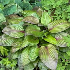 ブロンズ色★　ホスタ　ファーストブラッシュ