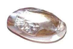 2024年最新】ブレスレット シェル 貝殻の人気アイテム - メルカリ