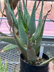 Aloe andongensis var. repens