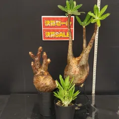 サマーセール品 パキポディウム グラキリス ベアルート 美株_8 ザ・ファームセレクト]パキポディウム：グラキリス（ベアルート