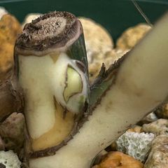 【萌芽・発根済み】モンステラ  ハーフムーン  #664  /  斑入り  観葉植物