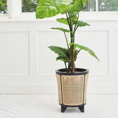 新品 iittalaイッタラ ナップラ プラントポット 鉢 ブラウン 茶色 廃盤