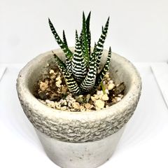 ハオルチア 十二の巻 ワイドバンド