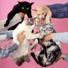 2025年最新】きのこ帝国の人気アイテム - メルカリ