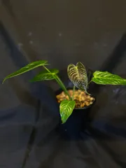 2025年最新】anthurium veitchiiの人気アイテム - メルカリ
