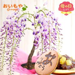 【おいもや公式】母の日限定 藤（一才藤） どら焼き スイーツ 和菓子 お菓子 鉢植え 5号鉢 盆栽 ミニ盆栽 プレゼント 生花 花 おしゃれ (お届け時期:5/5～11のいずれか)