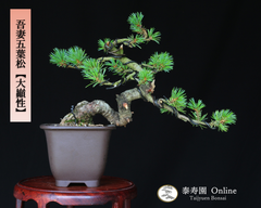 吾妻五葉松【大巓性】ダイテンショウ 実生 根上り 小品盆栽【泰寿園 Online】現品 一点物 盆栽 松柏 室内 鑑賞 趣味 卓上盆栽 盆栽鉢 グリーン 和 ギフト プレゼント 贈答品 ミニ盆栽 誕生日 母の日 父の日 敬老の日 記念日 お祝い 47