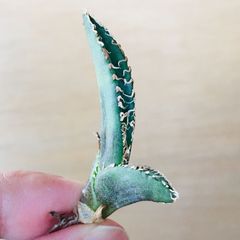 1 アガベ オアハカオテロイ × レッドキャットウィーズル hyb. メリクロン苗