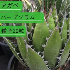 アガベ パープソラム　バニラアイス　胴切り子株　牛乳植物 アガベ パープソラム バニラアイス 天 - メルカリ