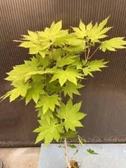 2025年最新】ハウチワカエデの人気アイテム - メルカリ