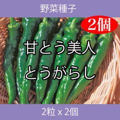 野菜種子 TVK07 甘とう美人とうがらし 2粒 x 2個