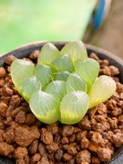 多肉植物 ハオルチア 特選微窓ﾋﾟﾘﾌｪﾗ