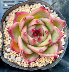 ブルードラゴン　エケベリア　韓国苗　多肉植物