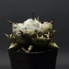 "Agave titanota" アガベ チタノタ【ブラック＆ブルー】 管理2267