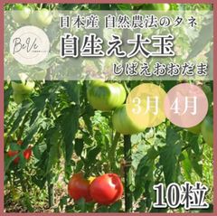野菜の種 たね 自生え大玉 じばえおおだま トマト 大玉トマト 3月 4月 タネ 家庭菜園 プランター栽培 ベランダ栽培 ガーデニング 農業 畑 自給自足 自然農法 国産