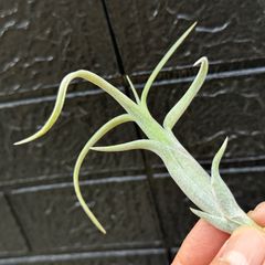 HR＊チランジア ヒルタ v. ヒルタ Tillandsia hirta var. hirta