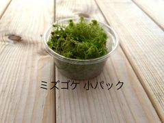 栽培ものミズゴケ 小パック 有福MOSS