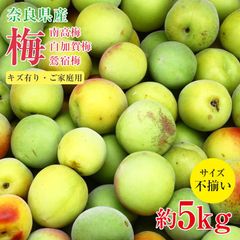 【5月下旬から順次ご発送】送料無料 訳あり 梅 南高梅 白加賀梅 鶯宿梅 奈良県 梅 梅干し 梅ジュース 梅酒 加工用 約 5kg サイズふぞろい 家庭用 訳あり ご家庭用 サイズ混合 傷モノ