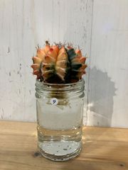 【水耕】⑥ ギムノカリキウム ミハノビッチ 緋牡丹錦 現品発送 サボテン 水耕栽培 発根済み ⑨