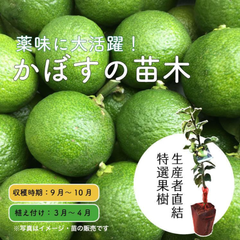 果樹・カボス