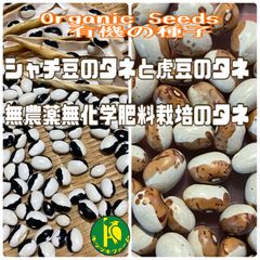 パンダ菜豆の種20粒と虎菜豆の種10粒セット販売　有機種子・無農薬無化学肥料栽培のタネ