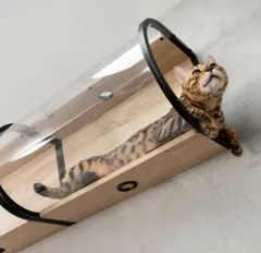 2024年最新】マイズー 猫の人気アイテム - メルカリ