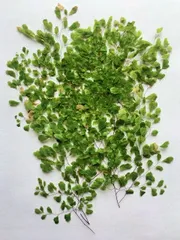 押し花　アジアンタムミニ　7本 K-62のサムネイル