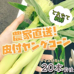 【予約受付】新鮮！おいしい！皮付きヤングコーン 18-20本【5月中旬~下旬発送／常温】