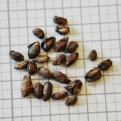1粒 キフォステン マウター マクロプス 種子　希少なブドウ科の塊根種子