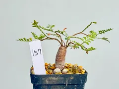 2025年最新】パキプス パワータンクの人気アイテム - メルカリ