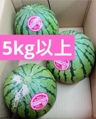採れたて！！ピノガール　3個　小玉スイカ　すいか　西瓜