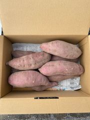 無農薬　さつまいも　紅はるか 5キロ入り　④