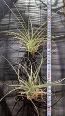 チランジア ファシクラータ, Canon del Zopilote - メルカリ