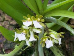 ★洋蘭★原種★Trichoglottis triflora★トリコグロッティス トリフローラ★山野草★着生蘭★珍奇植物★栽培容易で年数回咲く★香り品種★5/13現在開花中★5-7